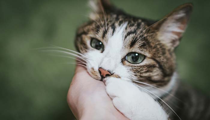 猫の性格タイプによって愛情表現は異なります