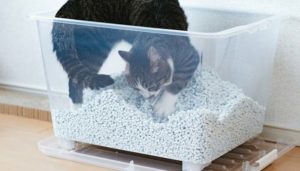 トイレで気づいた愛猫の緊急事態