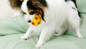 愛犬のしぐさあるある！する？しない？