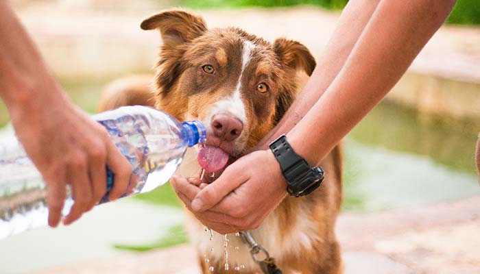 愛犬がつい飲み込んでしまう錠剤の上手な飲ませ方