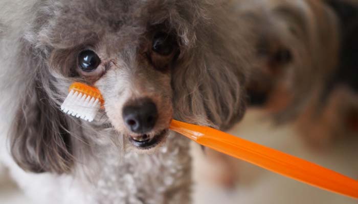 愛犬にもお口の健康を！