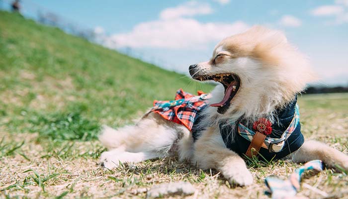 もうすぐ夏休み！愛犬とおでかけをお考えの方必見、失敗しない愛犬とのドライブ知識