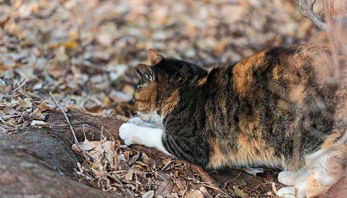 猫の「ほりほり」はこんな行動です