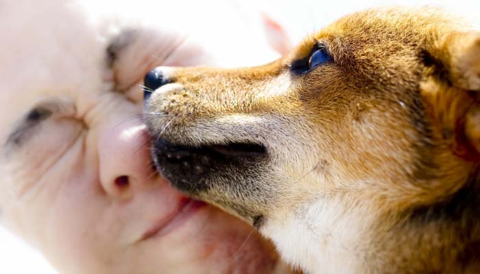 飼い主さんをぺろぺろ、どうして飼い主さんをなめるの?