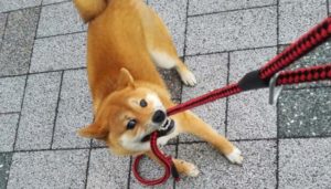 愛犬の問題行動の回避！