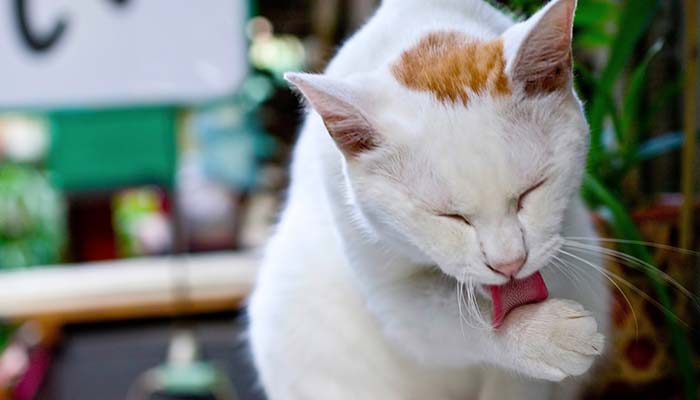 愛猫の「なめなめ」はこんな行動です