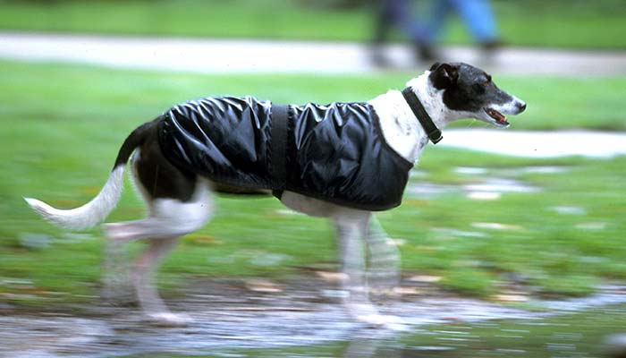 あなたは準備OK？愛犬の為の梅雨じたく