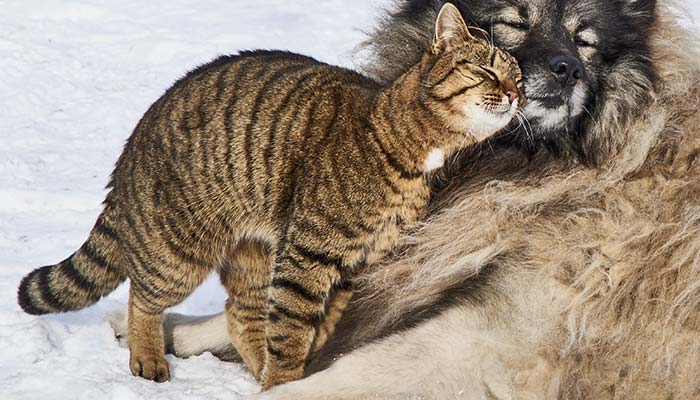 愛猫がする「すりすり」とはこんな行動です！